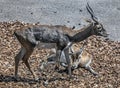 Persian goitered gazelles 2