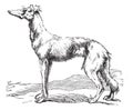 Persian Greyhound vintage engraving