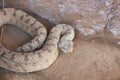 Persian horned viper (Pseudocerastes persicus), or false horned viper snake Royalty Free Stock Photo