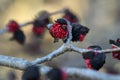 Persian ironwood Parrotia persica budding red flowers Royalty Free Stock Photo