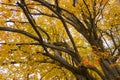 Persian ironwood tree with autumnal leaves