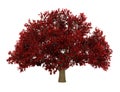 Persian ironwood tree isolated on white Royalty Free Stock Photo