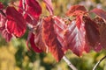Persian Ironwood tree leaf with sunlight Parrotia persica Royalty Free Stock Photo