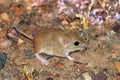 The Persian jird in desert , Meriones persicus