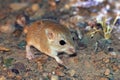 The Persian jird in desert , Meriones persicus Royalty Free Stock Photo