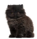 Persian Kitten, 10 weeks old, sitting Royalty Free Stock Photo