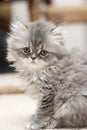 Persian Kitten Royalty Free Stock Photo