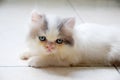 Persian kitten Royalty Free Stock Photo
