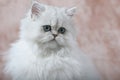 Persian Kitten 2 Royalty Free Stock Photo