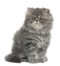 Persian kitten, 2 months old, sitting