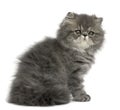 Persian kitten, 2 months old, sitting Royalty Free Stock Photo