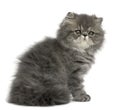 Persian kitten, 2 months old, sitting