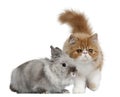 Persian Kitten, 3 months old, and Rabbit Royalty Free Stock Photo