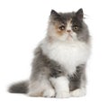 Persian Kitten, 3 months old, sitting Royalty Free Stock Photo