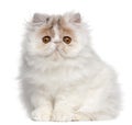 Persian kitten, 3 months old, sitting Royalty Free Stock Photo