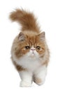 Persian Kitten, 3 months old, walking Royalty Free Stock Photo