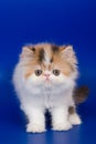 Persian kitten Royalty Free Stock Photo