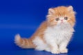 Persian kitten Royalty Free Stock Photo