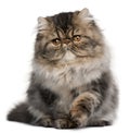 Persian kitten, 4 months old, sitting Royalty Free Stock Photo