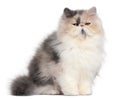 Persian kitten, 6 months old Royalty Free Stock Photo