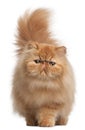 Persian kitten, 6 months old Royalty Free Stock Photo