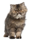 Persian kitten, 6 months old, standing Royalty Free Stock Photo