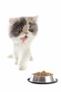 Persian kitten and cat food Royalty Free Stock Photo