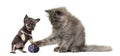 Persian kitten and Chihuahua puppy playing with a ball Royalty Free Stock Photo