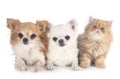 Persian kitten and chihuahuas