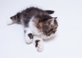 Persian kitten of dark coloring Royalty Free Stock Photo