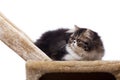 Persian kitten of dark coloring Royalty Free Stock Photo