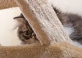 Persian kitten of dark coloring Royalty Free Stock Photo