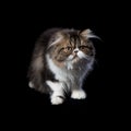 Persian kitten of dark coloring Royalty Free Stock Photo