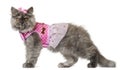 Persian kitten dressed in pink, 3 months old