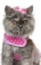 Persian kitten dressed in pink, 3 months old