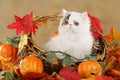 Persian kitten in fall decoration Royalty Free Stock Photo