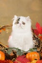 Persian kitten in fall decoration Royalty Free Stock Photo