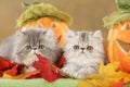 Persian kitten in fall decoration Royalty Free Stock Photo