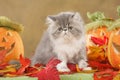 Persian kitten in fall decoration Royalty Free Stock Photo