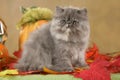 Persian kitten in fall decoration Royalty Free Stock Photo