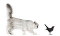 Persian kitten looking at Blackbird, isolated Royalty Free Stock Photo