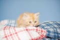 Persian kitten, 2 months old. Royalty Free Stock Photo