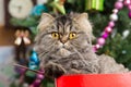 Persian kitten sitting in red box under Christmas tree