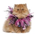 Persian kitten wearing pink ribbons