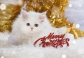 Persian kitten wirh christmas decoration