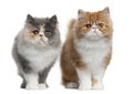 Persian Kittens, 3 months old, standing Royalty Free Stock Photo