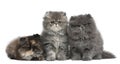 Persian kittens, 2 months old Royalty Free Stock Photo