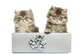Persian kittens sitting in a silver present box, Royalty Free Stock Photo