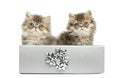 Persian kittens sitting in a silver present box, Royalty Free Stock Photo