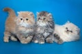 Persian kittens on a studio background Royalty Free Stock Photo